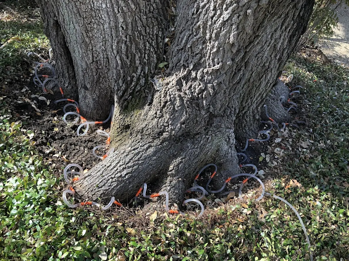 Detailed Tree Cabling and Bracing job site in Oak Island