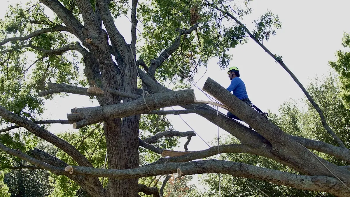 Professional Hazardous Tree Removal performed by certified arborists in Oak Island
